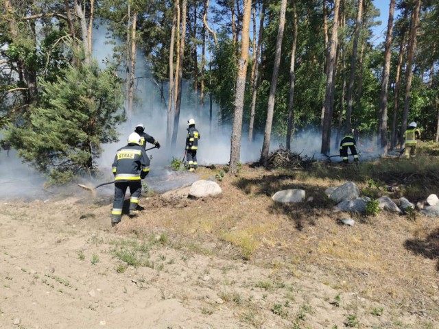 W miejscowości Głuchów w niedzielę (11 czerwca) strażacy ze Skierniewic, Głuchowa oraz Wysokienic brali udział w akcji gaszenia lasu.