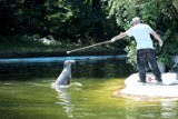 Dni Poznańskiego Zoo – zobacz trening fok [ZDJĘCIA]