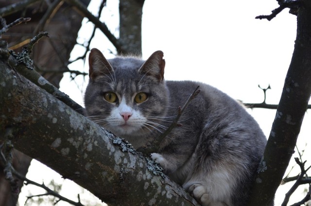 Kot miał utknąć na drzewie, ale jak się okazało, był w stanie samodzielnie z niego zejść.