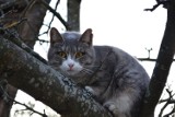 Jastrzębie: kot wspiął się na drzewo. Zaniepokojeni właściciele poprosili o pomoc straż pożarną, ale zwierzę zeszło zanim ta przyjechała