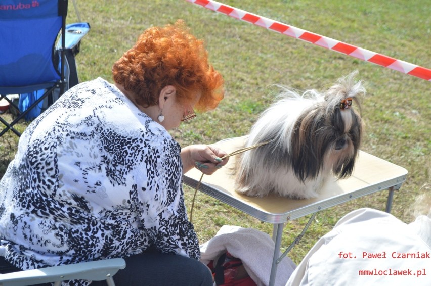 Krajowa wystawa psów rasowych we Włocławku
