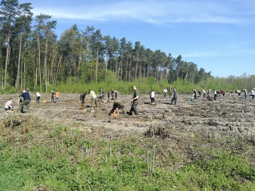 Sieradzcy harcerze sadzili las. Z sadzonkami pojawili się w Oraczewie (zdjęcia)