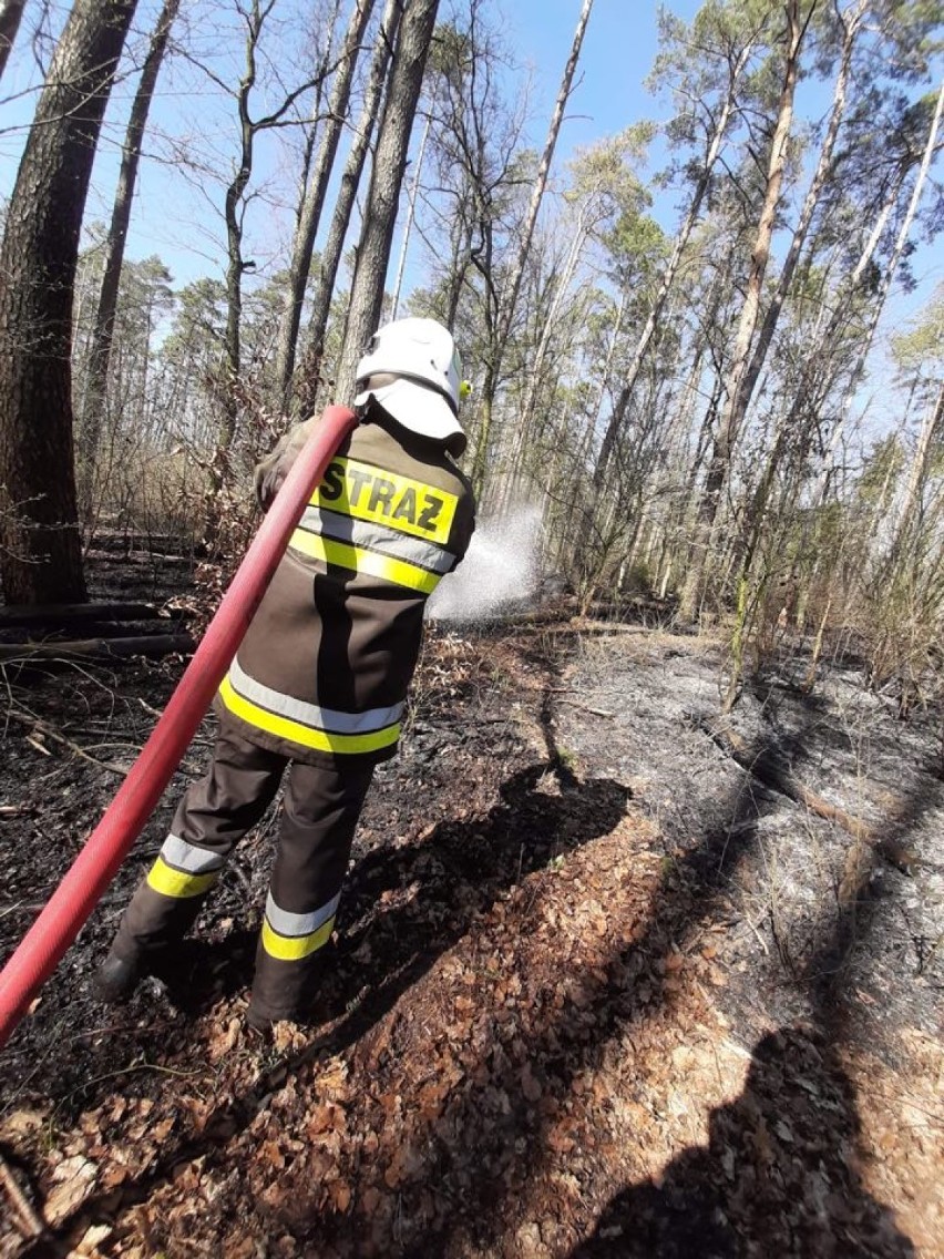 Pożar lasu na granicy powiatów międzychodzkiego i...