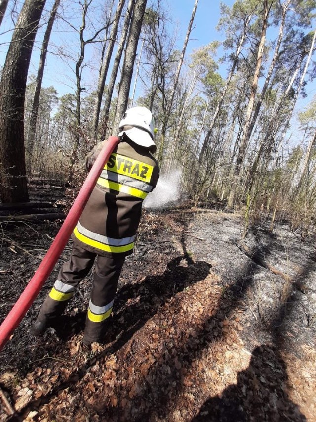 Pożar lasu na granicy powiatów międzychodzkiego i nowotomyskiego