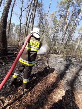 Pożar lasu na granicy powiatów międzychodzkiego i nowotomyskiego - osiem zastępów straży pożarnej w akcji