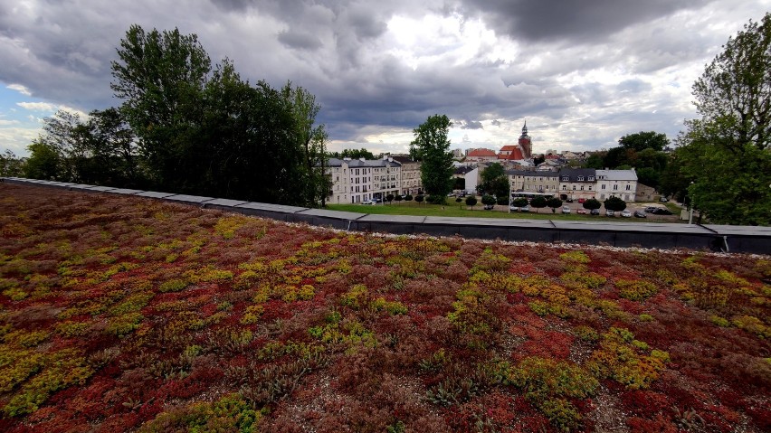 Rośliny na dachu mediateki w Piotrkowie. Kwitnące byliny...