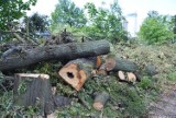 Namysłów musi zapłacić blisko 7 milionów złotych kary za nielegalną wycinkę tysięcy drzew