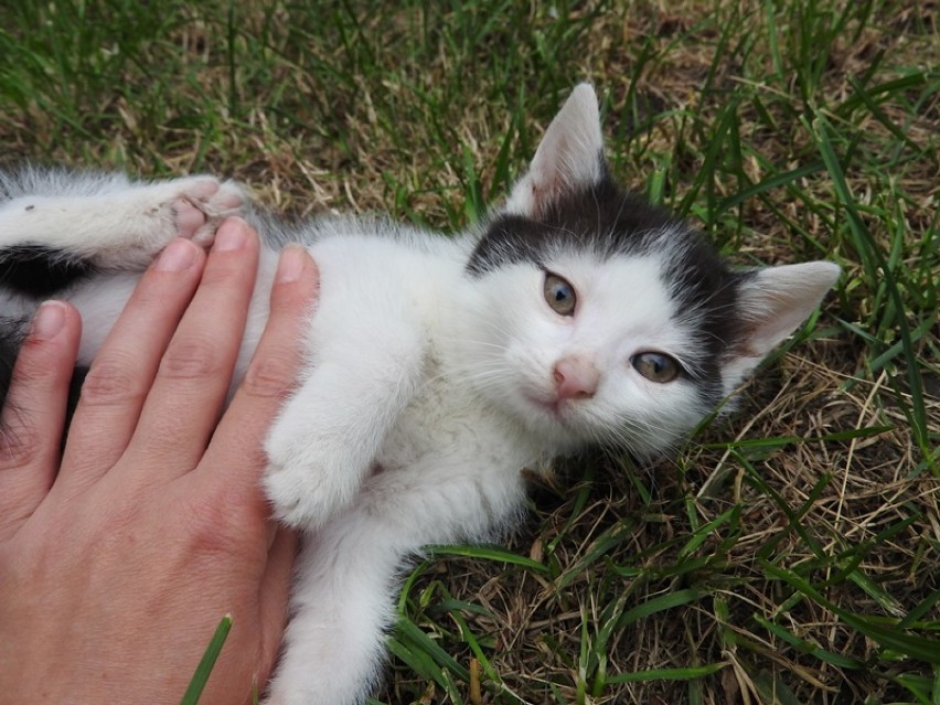 Małe kotki (132). W schronisku w Jeleniej Górze na adopcję...