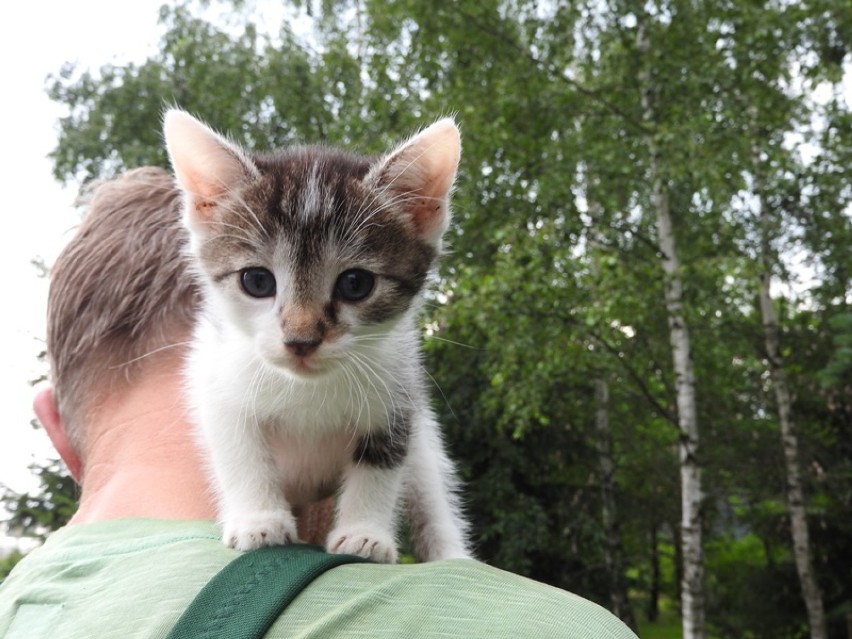 Małe kotki (132). W schronisku w Jeleniej Górze na adopcję...