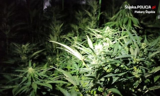 Piekary Śląskie: policjanci przejęli marihuanę o wartości blisko 300 tysięcy złotych!