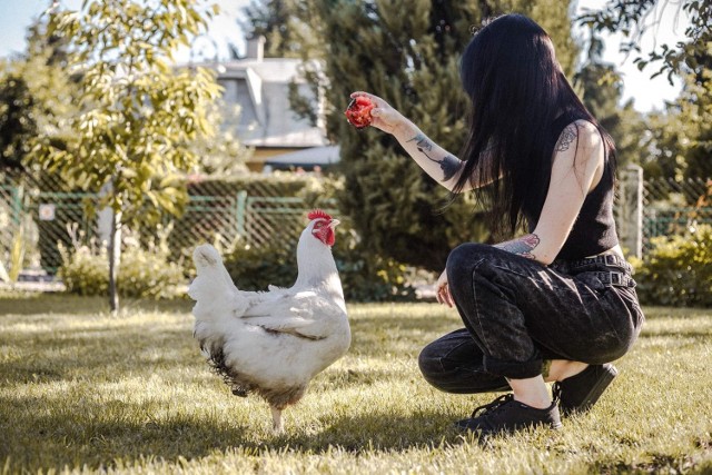 Aktywiści z Toruń Animal Save, Marta Dembek i Dawid Rakoczy stworzą azyl dla kur. Obecnie trwa zbiórka pieniędzy na remont pomieszczeń, w których zamieszkają uratowane zwierzęta