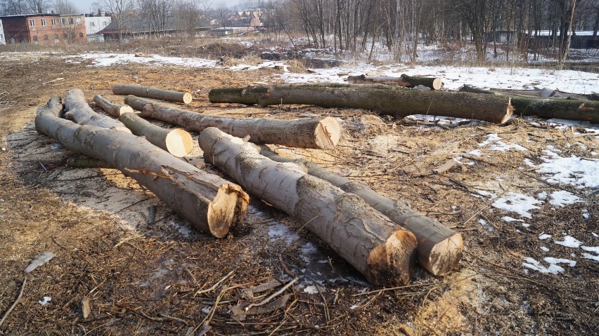 Wycinka drzew w Mikołowie: mieszkańcy wzburzeni