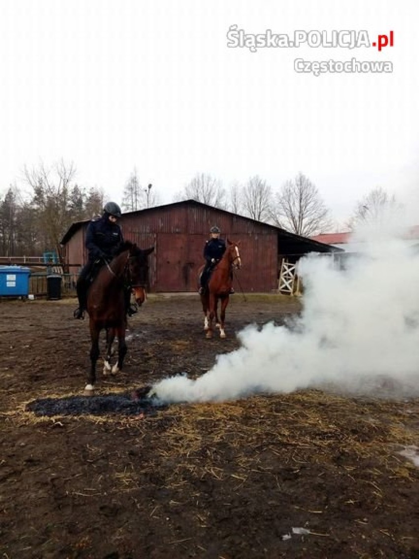 Konie częstochowskiej policji zdawały specjalny egzamin ZDJĘCIA