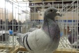 Wystawa gołębi pocztowych w Piotrkowie: hodowcy zaprezentowali ponad 150 okazów