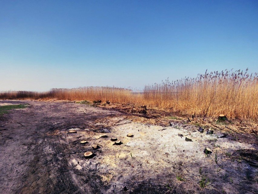 Podpalacze promenady w Trzebieży posiedzą dłużej w areszcie. Prokuratura nadal gromadzi dowody 