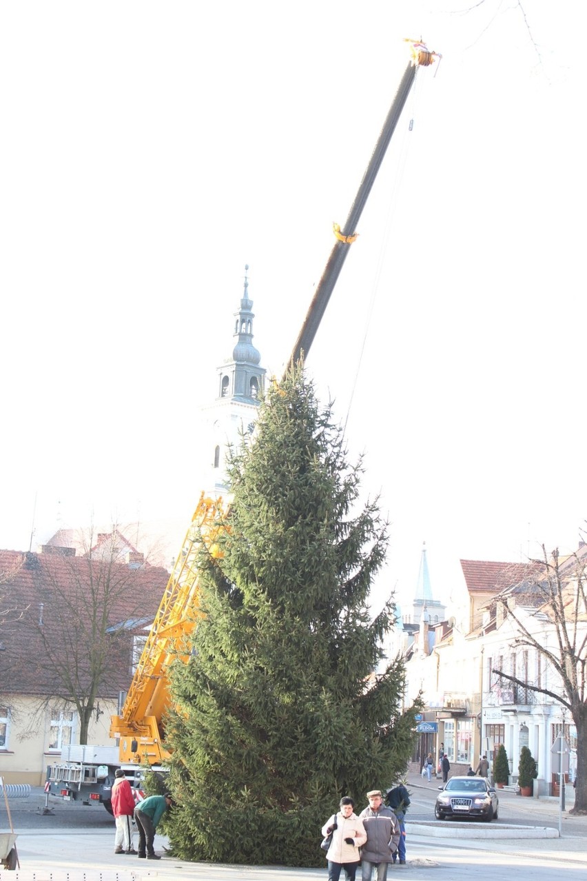 WOLSZTYN-  Choinka już stoi  na Rynku (foto)