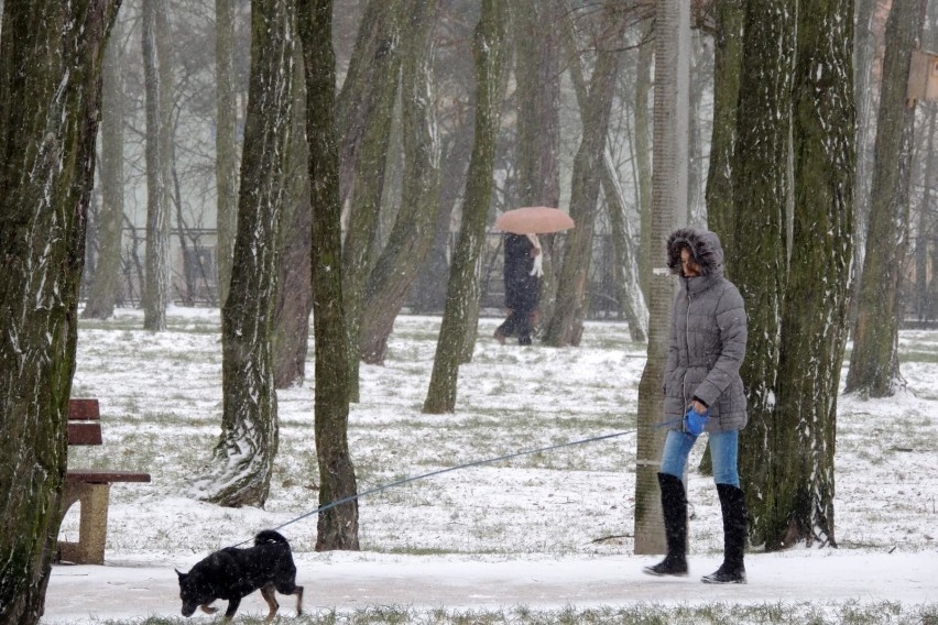 Mimo, że mamy już prawie połowę grudnia, to aura pozostaje...