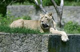 Lew zaatakował dziecko! O włos od tragedii w łódzkim zoo