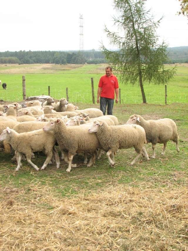 Hodowla owiec państwa Kowackich w Wysokiej Lelowskiej