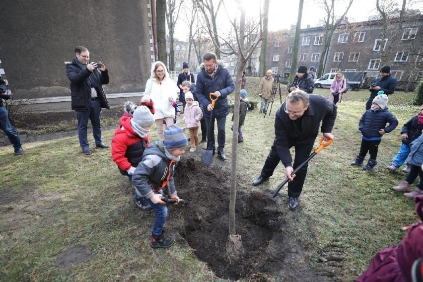 Ile przybyło nowych drzew w Katowicach?