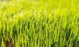 W Wejherowie ograniczają koszenie trawników. To działania proekologiczne 