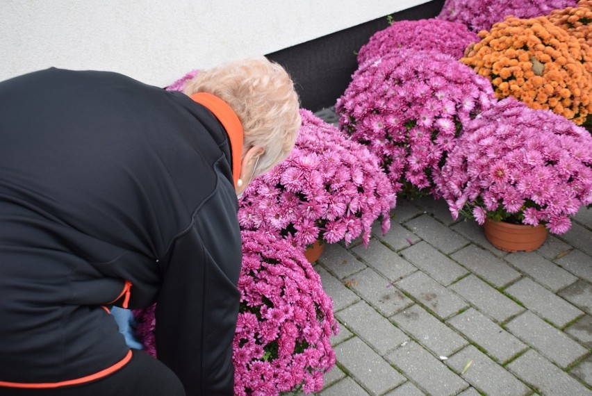 Akcja chryzantema. Rozsadzali kwiaty otrzymane od ARiMR. Ozdobią miejsca publiczne