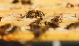 Naukowcy z UMCS opracowali lek dla pszczół