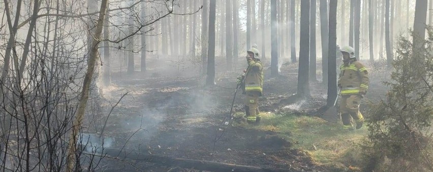 Strażacy przez kilka godzin walczyli z pożarem lasu w...