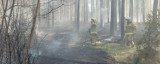 Pożar lasu w Olpuchu w gm. Stara Kiszewa. W akcji uczestniczył samolot gaśniczy ZDJĘCIA