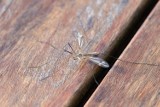 Plaga komarów. Jak naturalnymi sposobami walczyć z małymi bestiami? [PORADY]