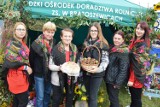 Kościerzyński Dzień Ziemniaka 2023. Wielka rolnicza impreza organizowana w Łódzkiem odbędzie się w najbliższą niedzielę PROGRAM, ZDJĘCIA