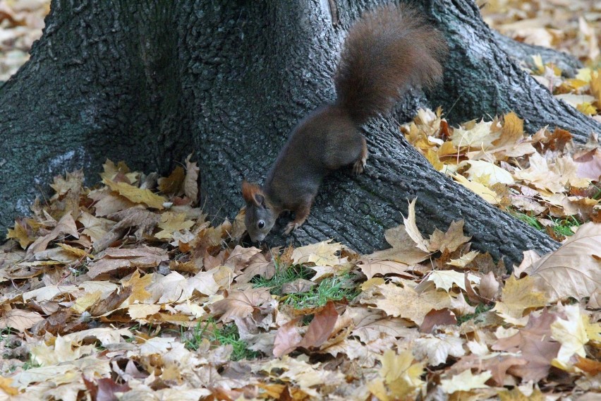 Legnica: Wiewiórki robią zapasy na zimę [ZDJĘCIA]