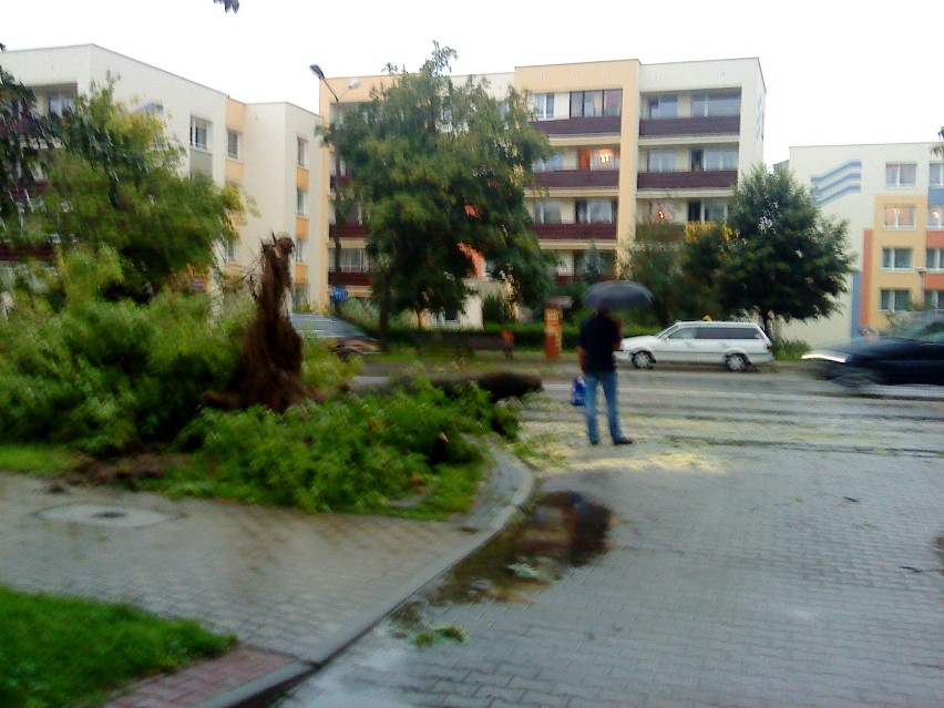 drzewa po burzy w Puławach