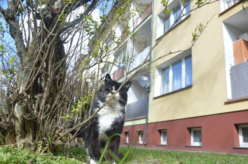 Miastko opustoszało w dobie pandemii koronawirusa. Spotkać można pojedyncze osoby (zdjęcia)