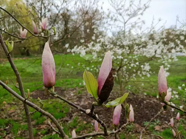 Arboretum w Kórniku słynie ze swoich 170-letnich magnolii, które kwitną zazwyczaj w kwietniu

Przejdź dalej -->