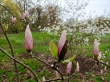 Kwitną magnolie w Kórniku. Sprawdź godziny otwarcia arboretum!