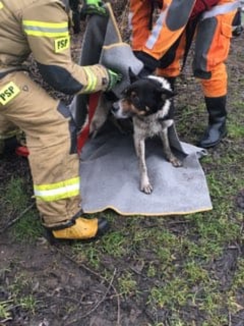 Strażacy uratowali psa, który wszedł na lód na jeziorze w Annowie w powiecie grudziądzkim