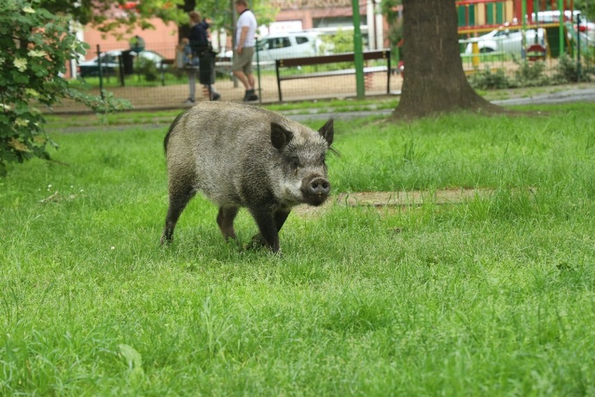 Dzik grasuje przy placu zabaw w centrum Legnicy. Mieszkańcy się boją [ZDJĘCIA]