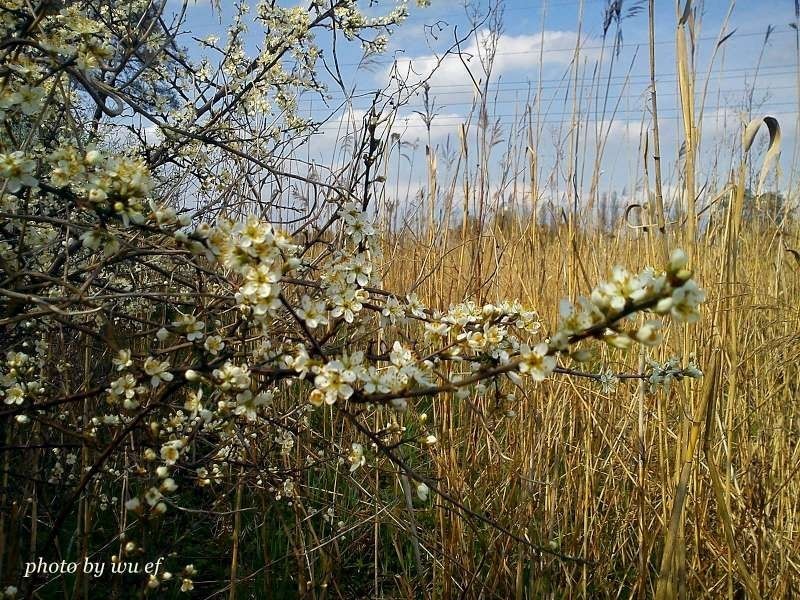 Planty pleszewskie wiosną