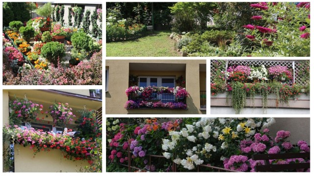 Zobacz najpiękniejsze ukwiecone balkony i przyblokowe ogródki w Stalowej Woli. Zobacz w dalszej części galerii >>>