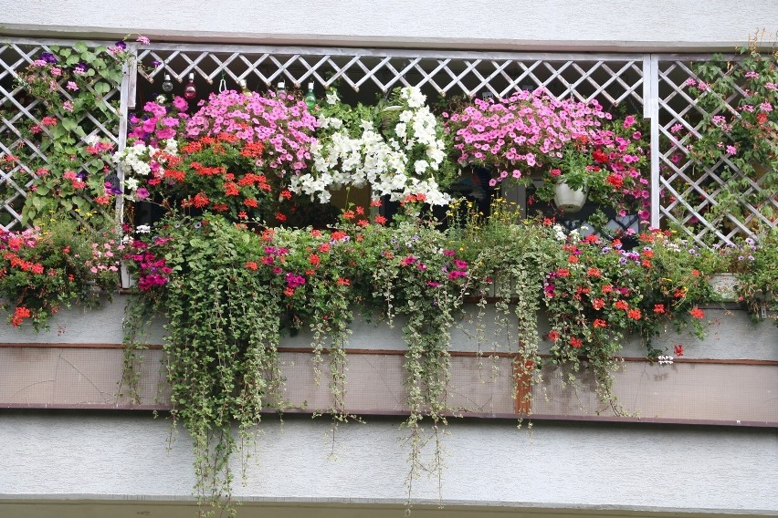 Złota Pelargonia w kategorii balkony trafiła do rąk Wiesławy...