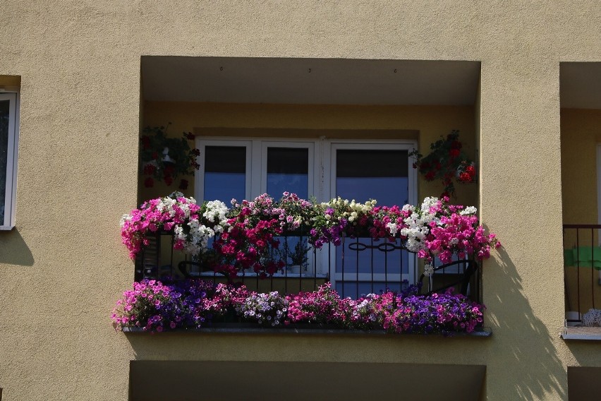 Srebrna Pelargonia w kategorii balkony trafiła do rąk Janiny...