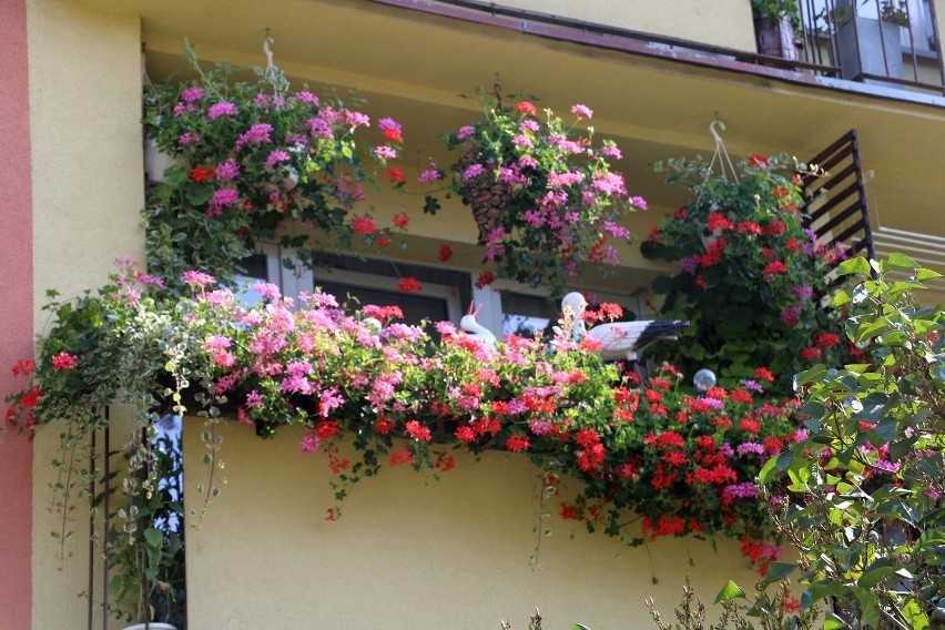 Brązowa Pelargonia w kategorii balkony trafiła do rąk Danuty...