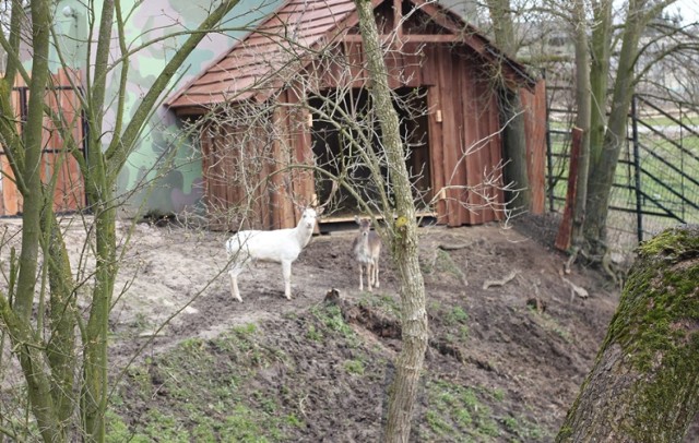 ZOO Płock. Ogród wzbogacił się o nowy gatunek ssaka