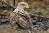 Jakie ptaki żyją w Głogowie i okolicach? Pod miastem spotkacie nawet bielika!