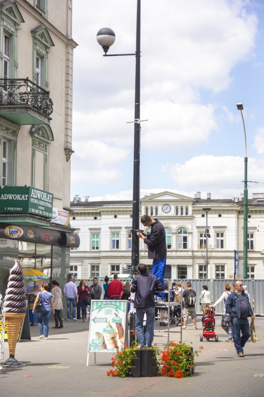 Zieleń w Sosnowcu: są nowe pelargonie bluszczolistne [ZDJĘCIA]