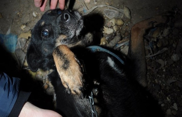 Policjanci uratowali psa z okrutnych warunków. 56-latek z Tczewa usłyszał zarzuty znęcania się nad zwierzętami