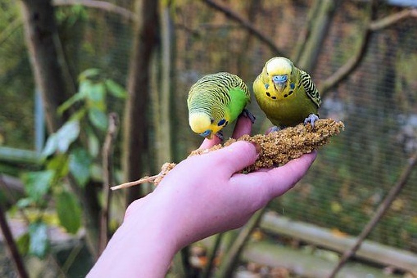 Sklep Zoologiczny Psia Kość Beata Olejnik...