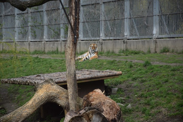 Śląski Ogród Zoologiczny

Czynny zarówno w Wielkanoc, jak i Lany Poniedziałek, czyli w niedzielę i poniedziałek, będzie Śląski Ogród Zoologiczny.  Zoo zwiedzimy w godzinach od 9 do 18 (kasy będą czynne do godz. 17). Bilety będą dostępne w normalnej cenie: normalny po 20 zł, ulgowy - 10 zł, rodzinny - 50 zł.