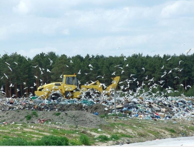 Na wysypisku pracuje kompaktor, który zagęszcza śmieci w niecce